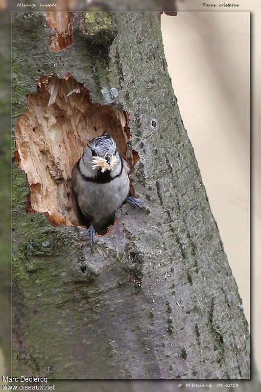 Crested Titadult, identification, Reproduction-nesting, Behaviour