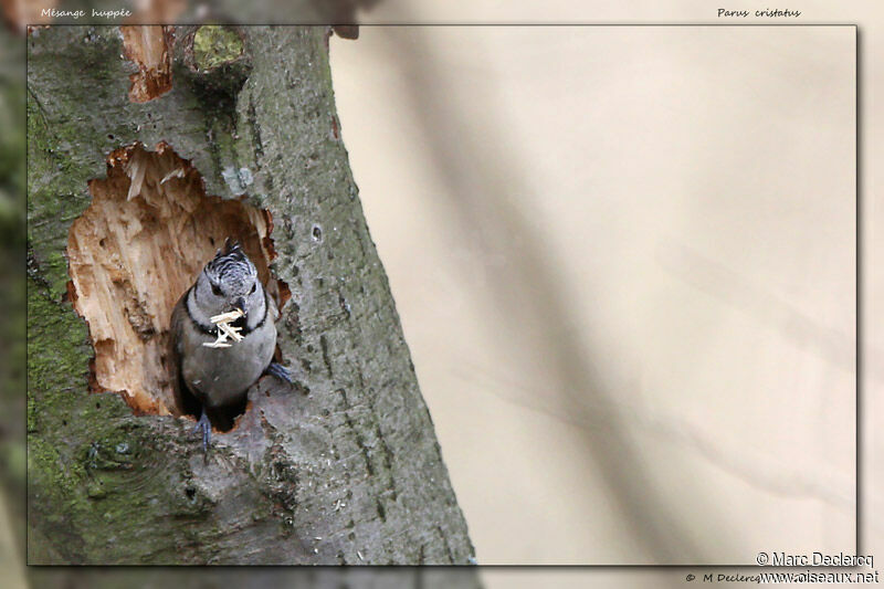 Crested Tit, identification, Behaviour