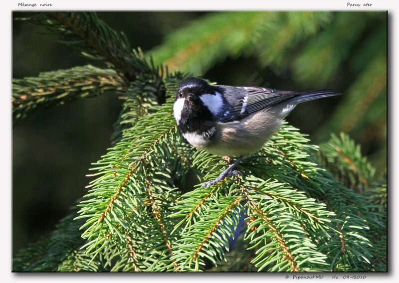 Coal Tit