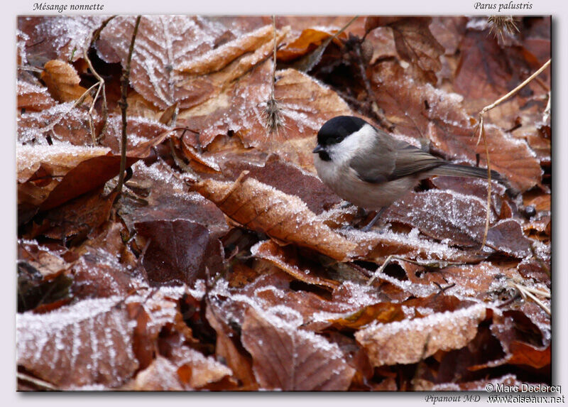 Mésange nonnette