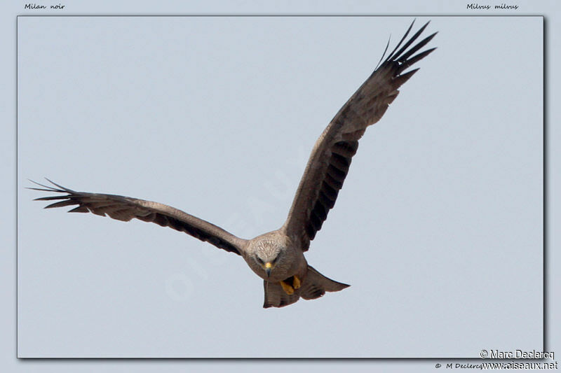 Black Kite, Flight