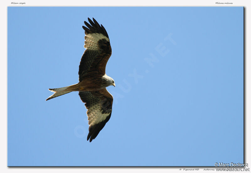 Red Kite, Flight