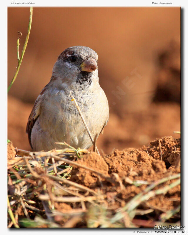 Moineau domestique