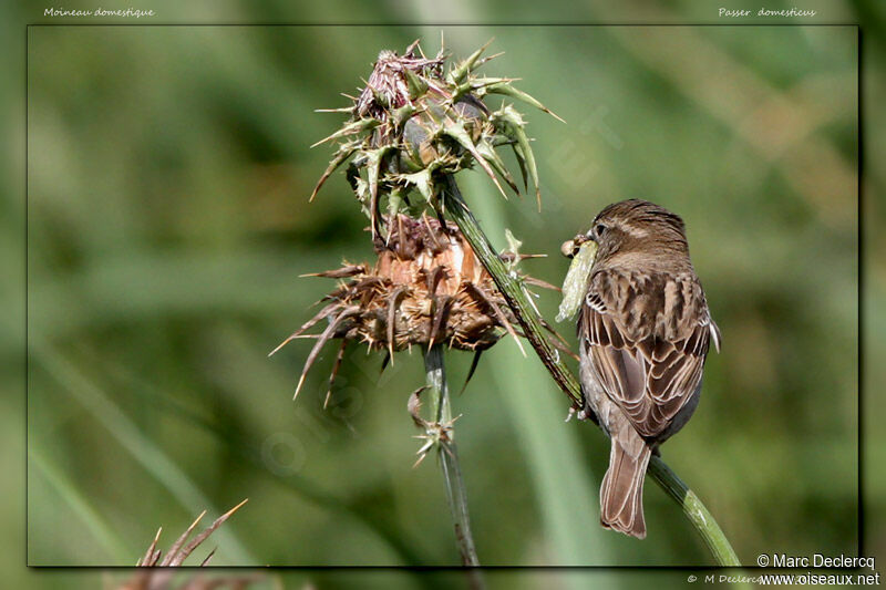 Moineau domestique, identification, régime, Comportement