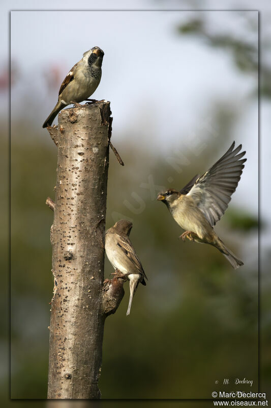 House Sparrow