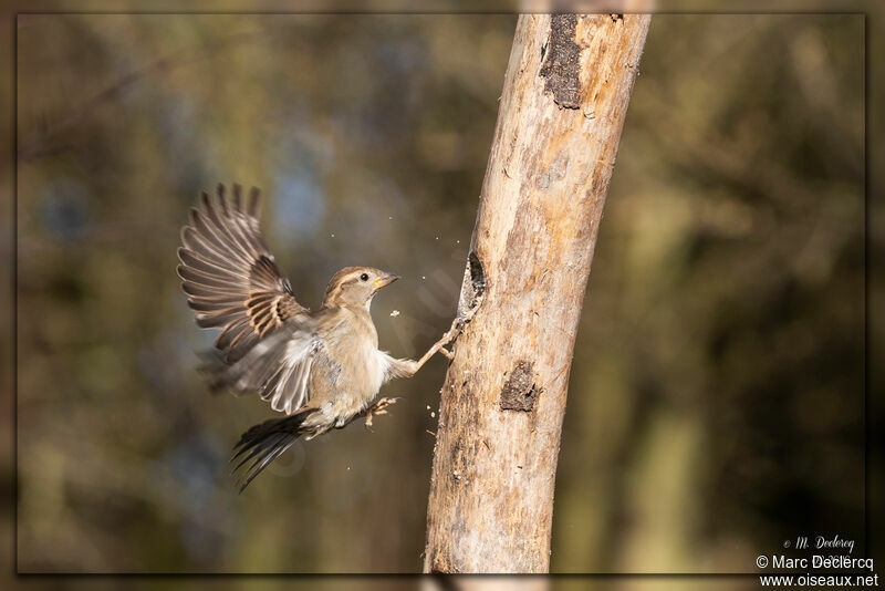 House Sparrow