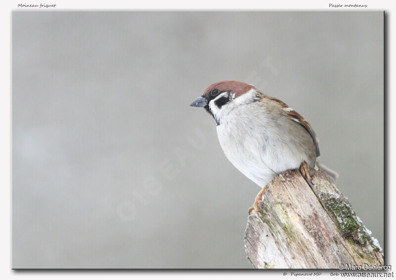 Eurasian Tree Sparrow