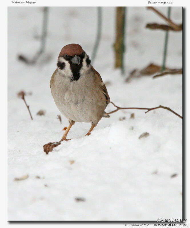 Eurasian Tree Sparrow