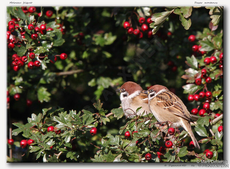 Eurasian Tree Sparrow, identification