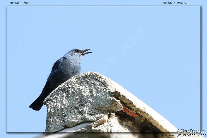 Blue Rock Thrush, identification