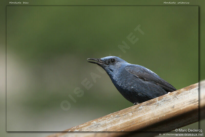 Blue Rock Thrush, identification