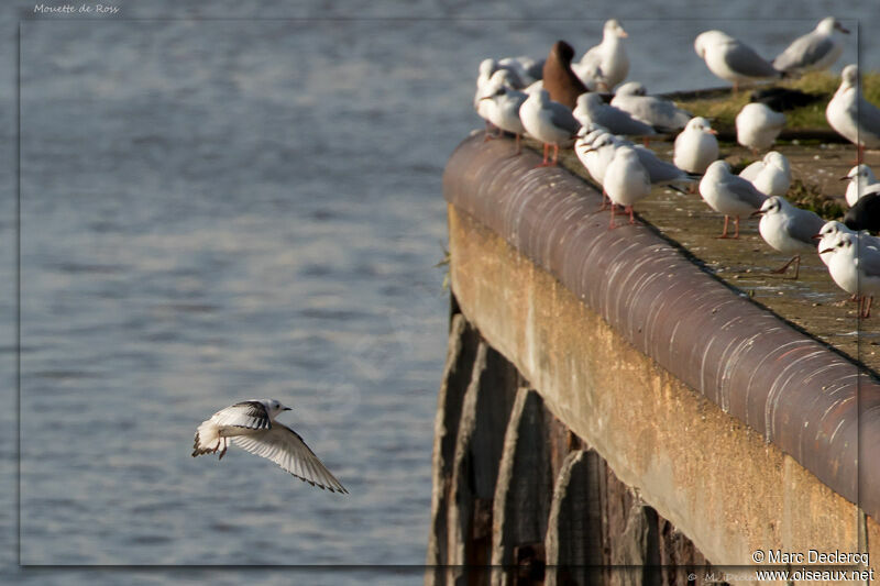 Mouette de Ross, identification