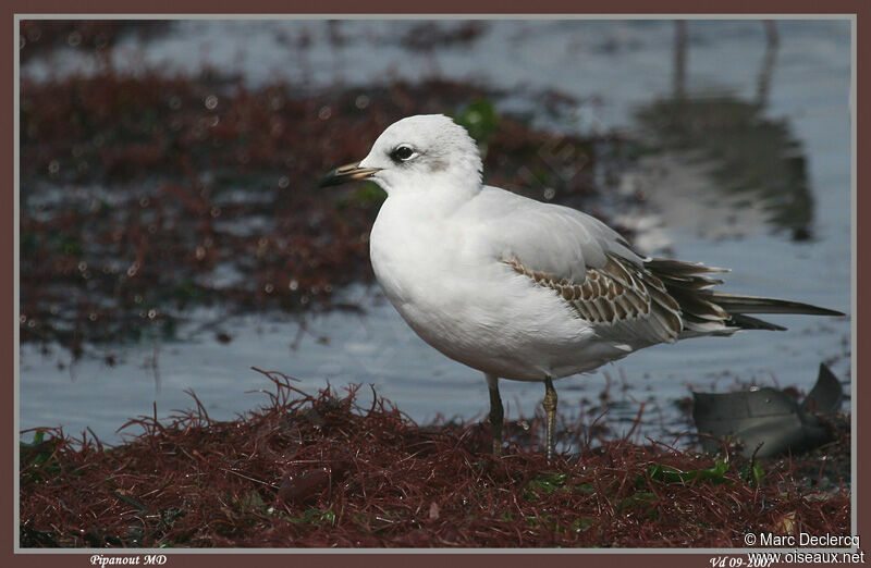 Mouette mélanocéphaleimmature, identification