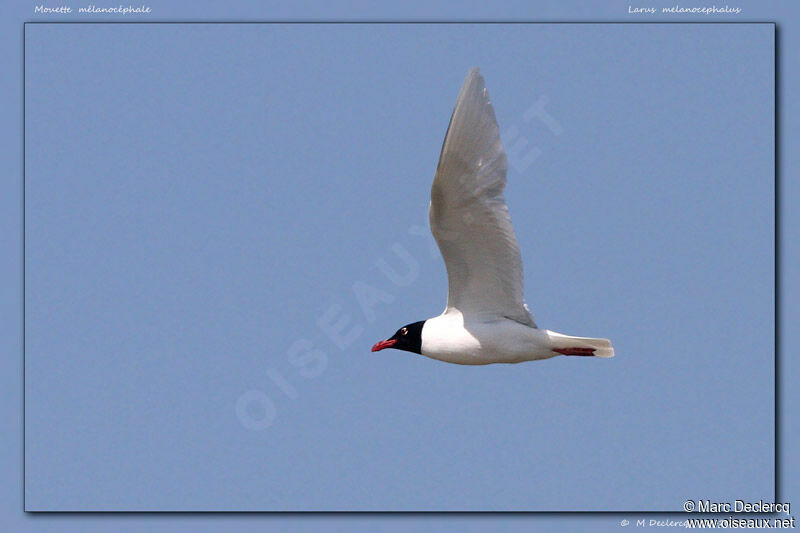 Mouette mélanocéphale, Vol