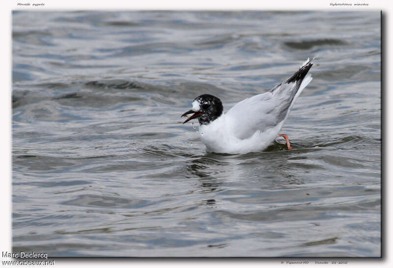 Mouette pygméeadulte transition, identification