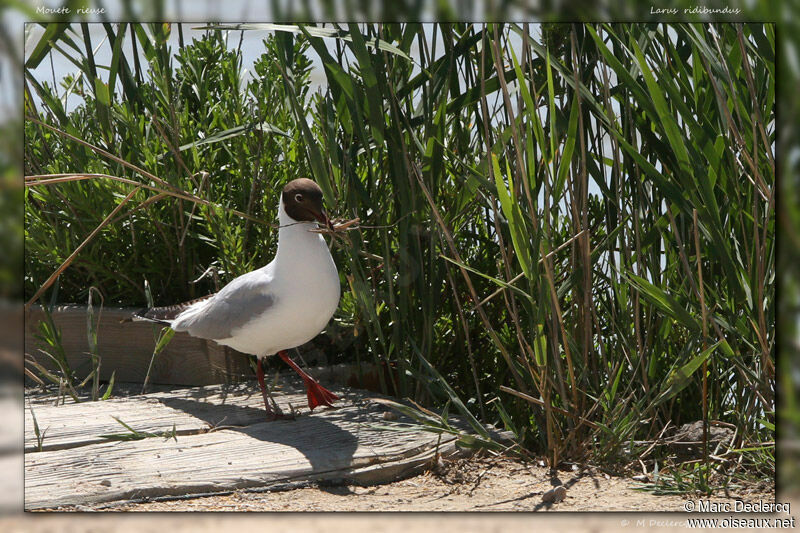 Mouette rieuse, identification, Comportement