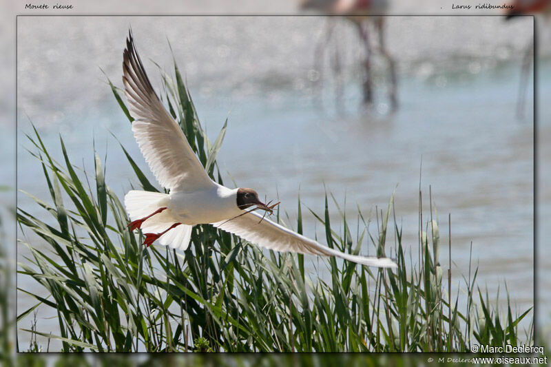 Mouette rieuse, identification, Nidification, Comportement