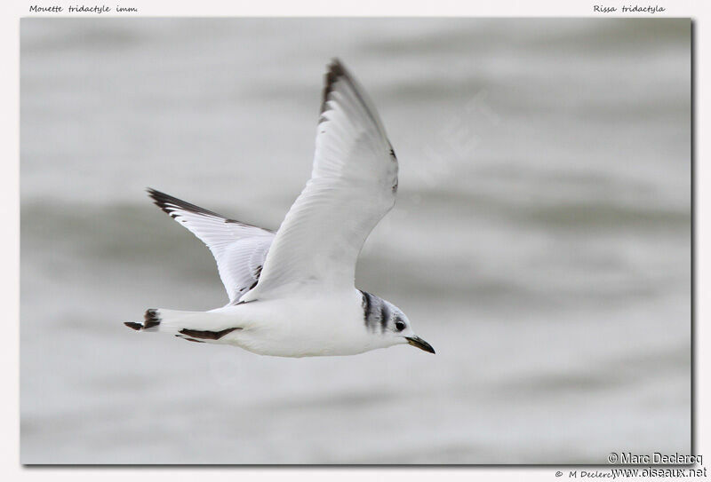 Black-legged Kittiwakeimmature, Flight