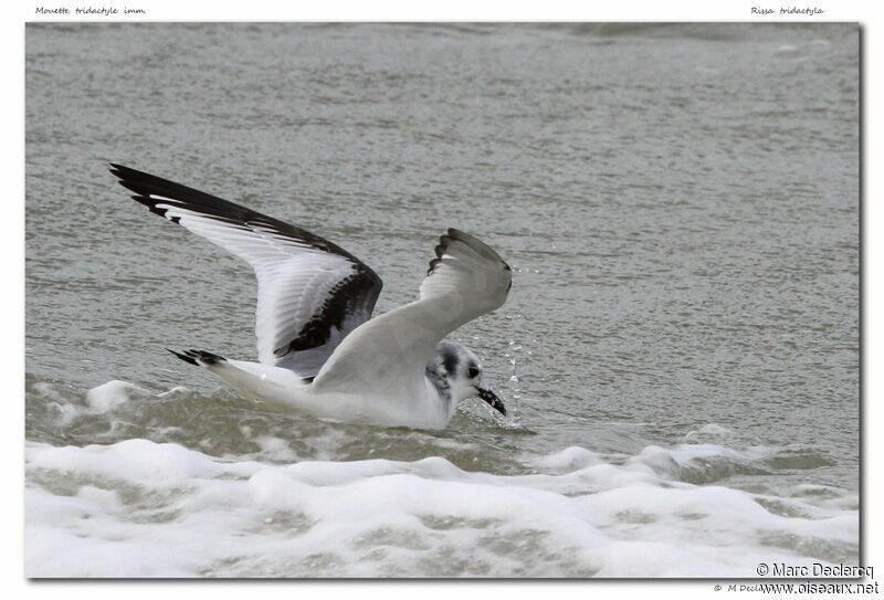 Black-legged Kittiwake, identification