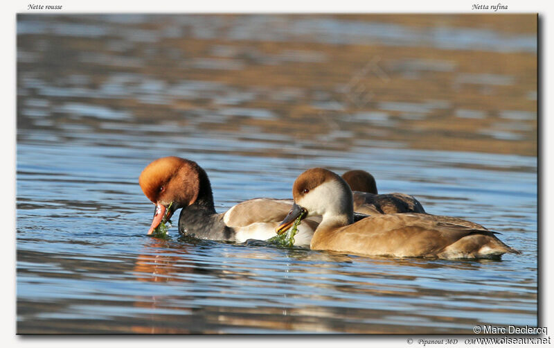 Nette rousse, Comportement