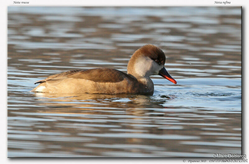 Nette rousse, identification