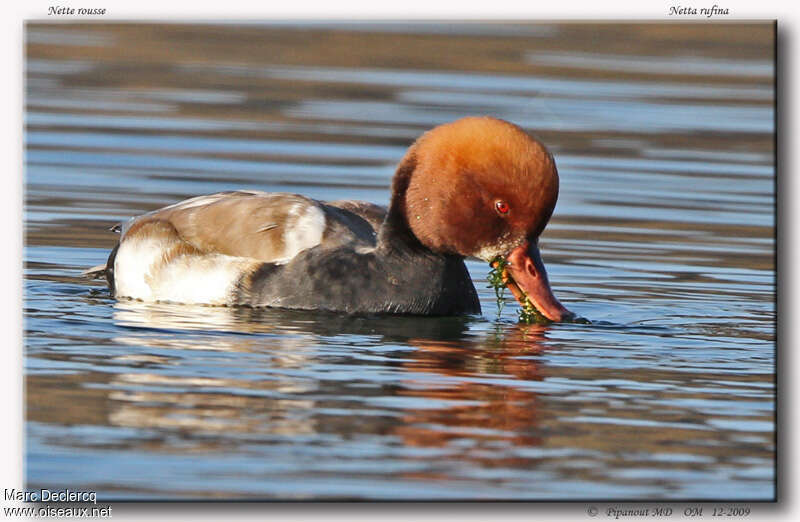 Red-crested Pochard male adult, feeding habits