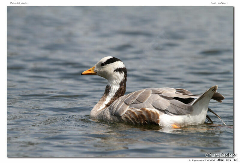 Bar-headed Goose, identification