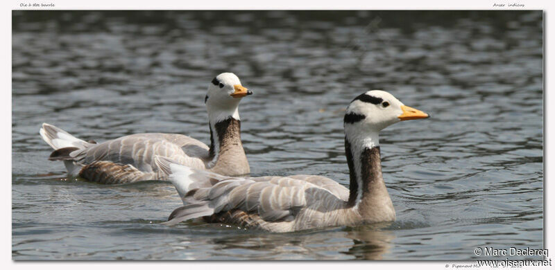 Bar-headed Goose, identification