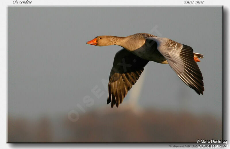 Greylag Goose, Flight