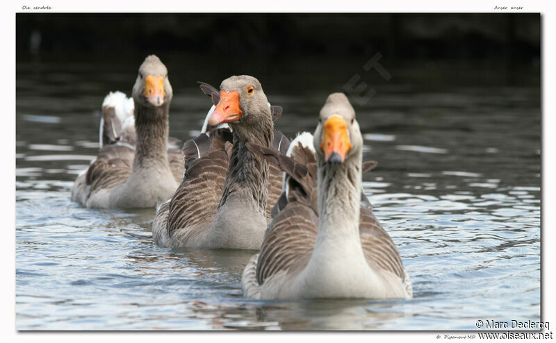 Greylag Goose, identification