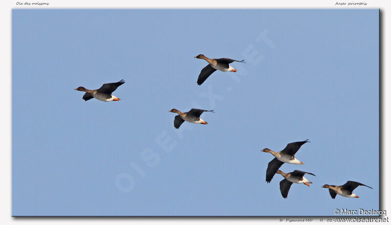 Taiga Bean Goose, Flight