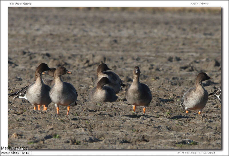 Oie des moissonsadulte, habitat