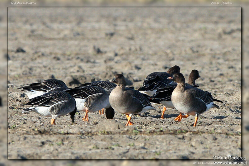 Oie des moissons, identification