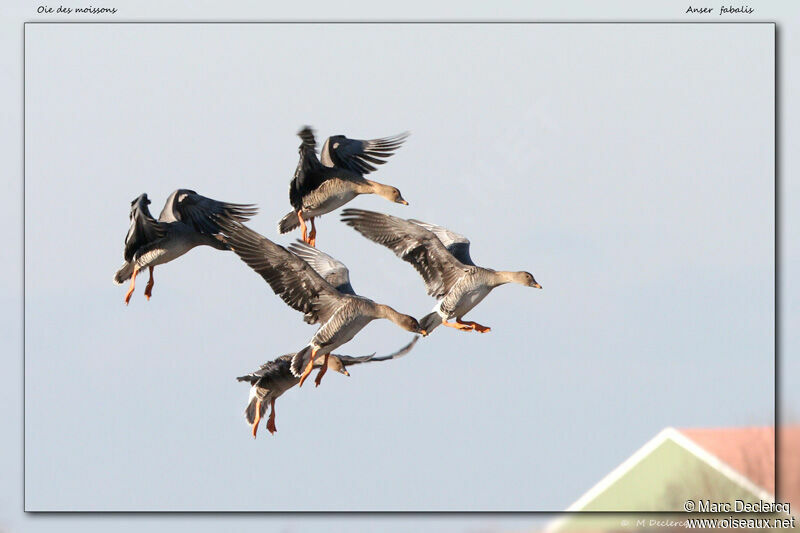 Taiga Bean Goose, Flight