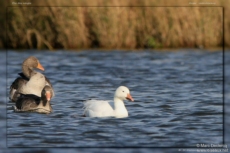 Snow Goose, identification