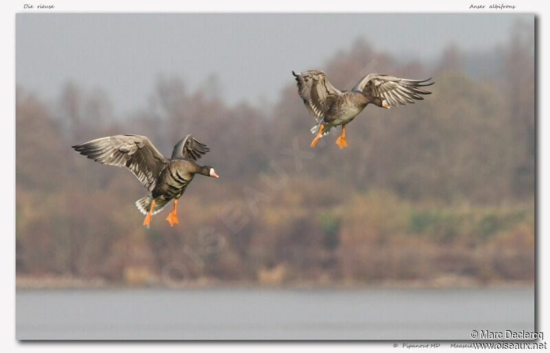 Greater White-fronted Goose, Flight