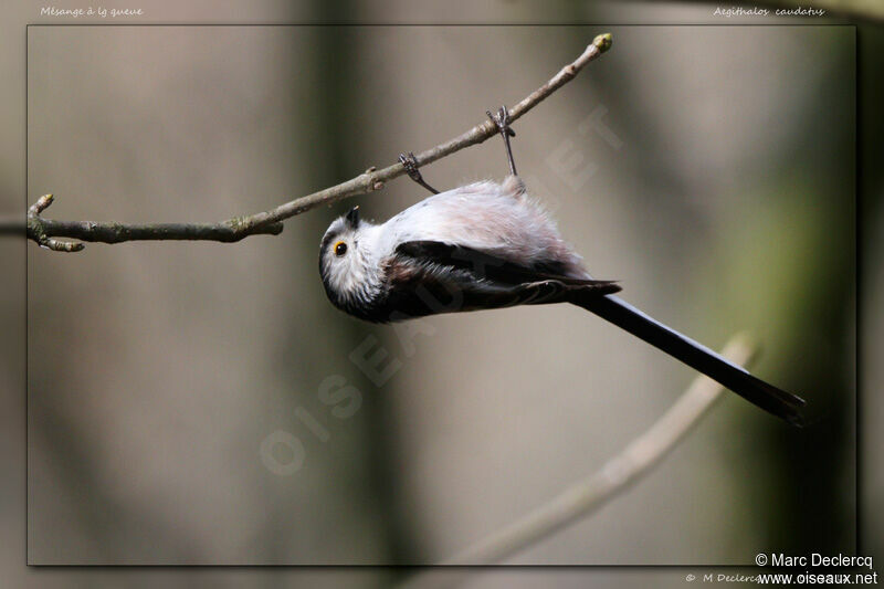 Long-tailed Tit, identification