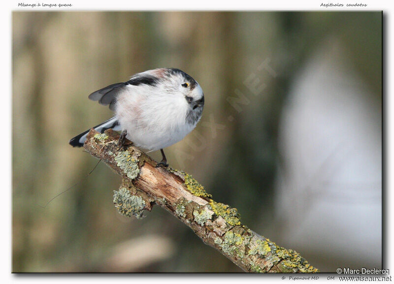 Long-tailed Tit, identification