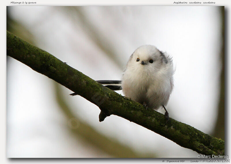 Long-tailed Tit, identification