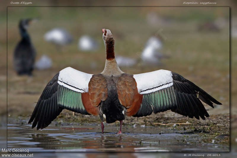 Egyptian Gooseadult, pigmentation