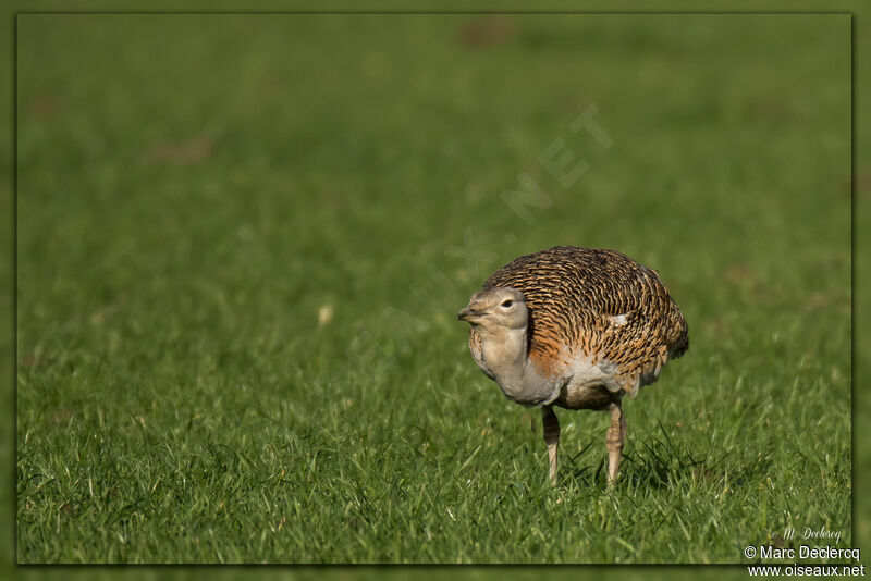 Great Bustard