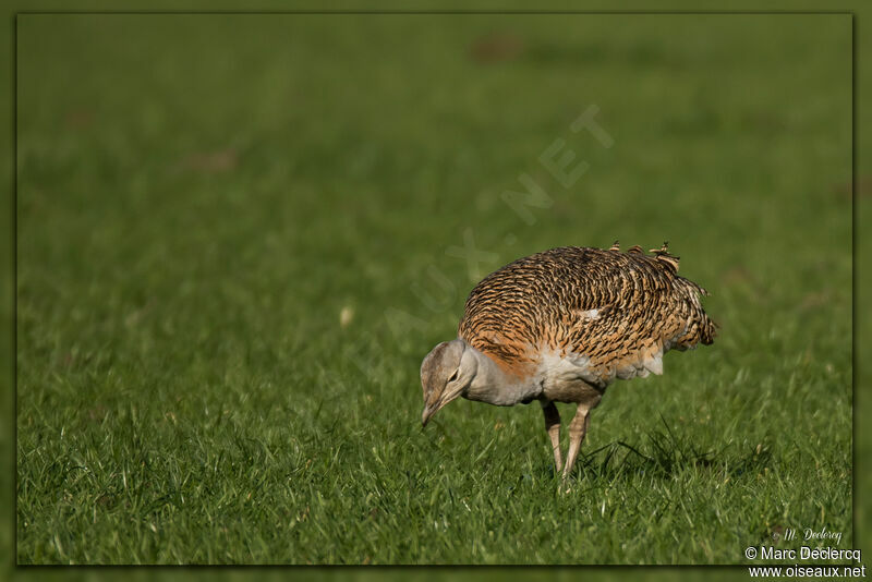 Great Bustard