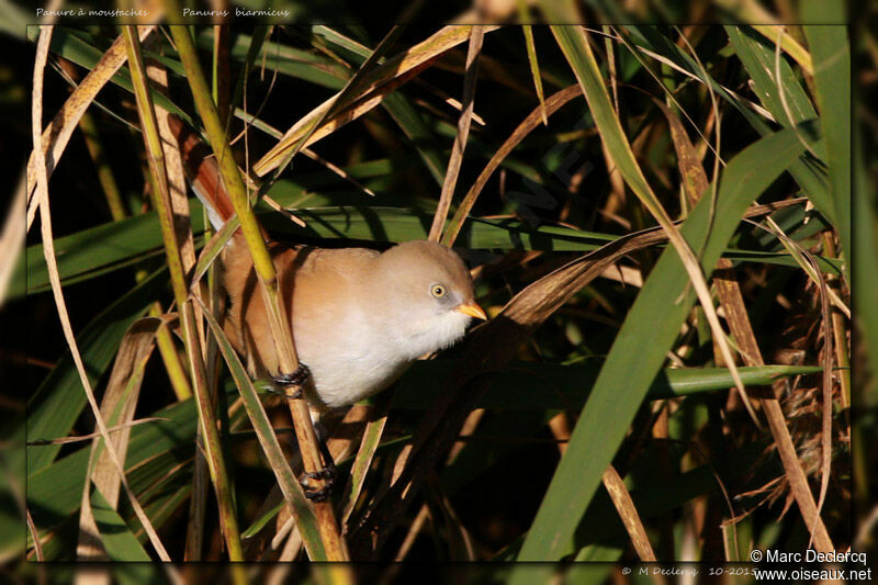 Bearded Reedling, identification