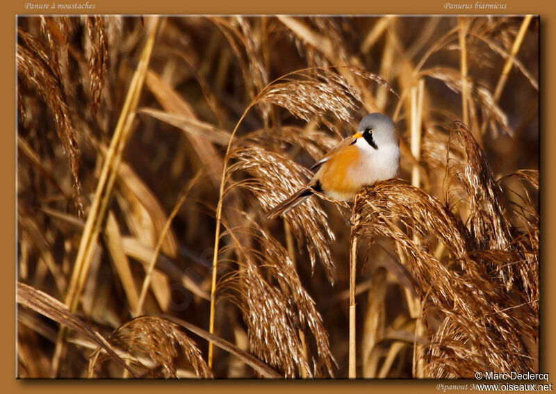 Bearded Reedling male, identification