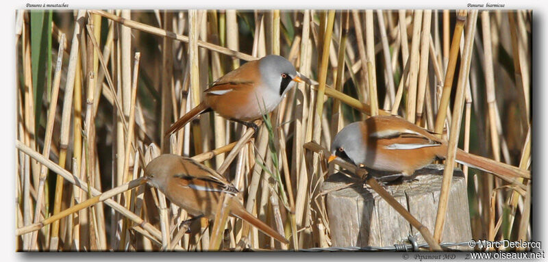 Bearded Reedling, identification