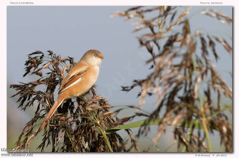 Bearded Reedling female adult breeding, identification