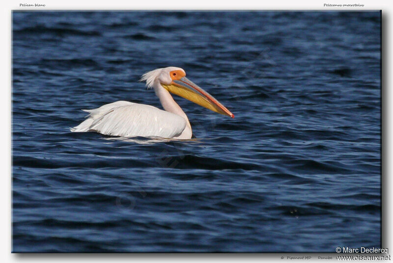 Pélican blanc, identification