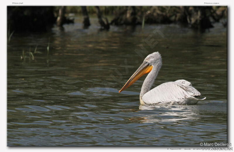 Dalmatian Pelican, identification