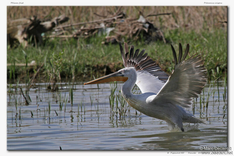 Dalmatian Pelican, Flight