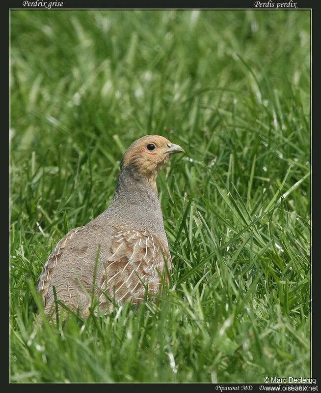 Grey Partridgeadult